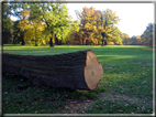 foto Parco Karlsaue in Autunno